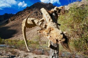 Trekking from Darshai to the Yurt camp