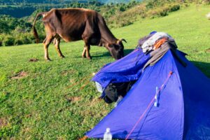 The cows came over to greet us in the morning