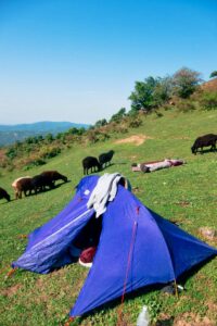 The cows came over to greet us in the morning